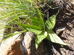Ledebouria marginata
