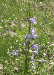 Campanula sarmatica