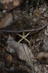 Caladenia straminichila