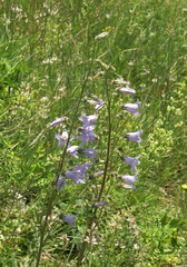 Campanula sarmatica