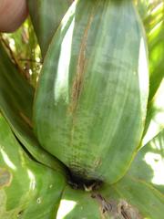 Ledebouria marginata