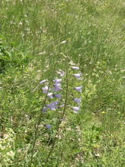 Campanula sarmatica
