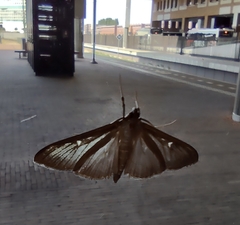 Cydalima perspectalis