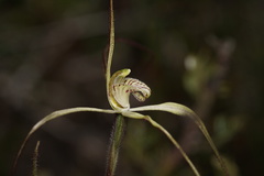 Caladenia straminichila