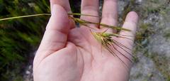 Themeda