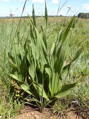 Hypoxis galpinii