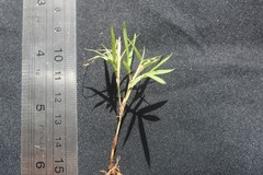 Poaceae