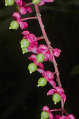 Trichostigma polyandrum