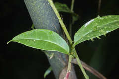 Trichostigma polyandrum