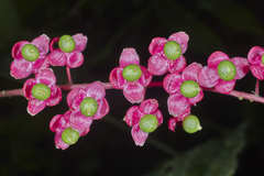 Trichostigma polyandrum