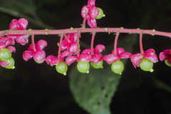 Trichostigma polyandrum