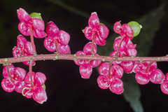 Trichostigma polyandrum