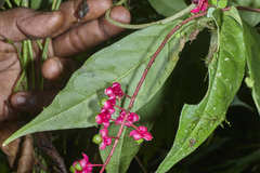 Trichostigma polyandrum
