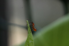 Phthiacnemia picta