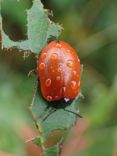 Poplar Leaf Beetle, photo 2 of 10