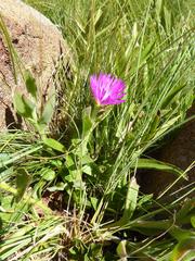 Delosperma sutherlandii