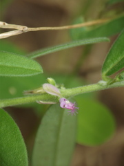 Polygala erioptera
