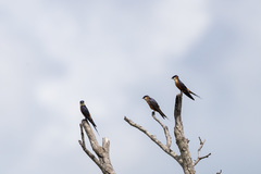 Cecropis senegalensis