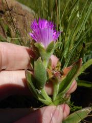Delosperma sutherlandii