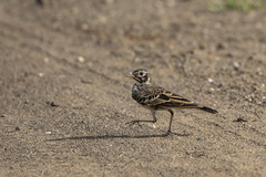 Pinarocorys nigricans