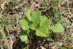 Magnoliopsida