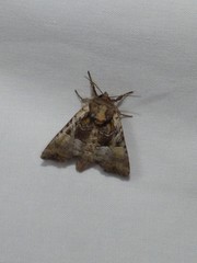 Meropleon diversicolor