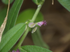 Polygala erioptera