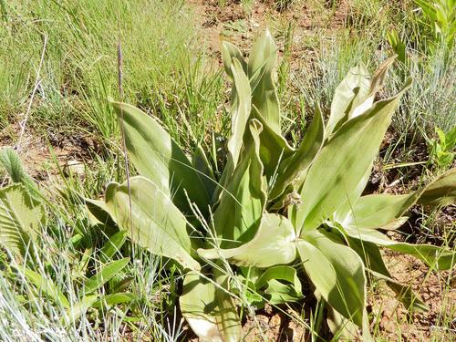 Hypoxis multiceps (Hypoxis multiceps)