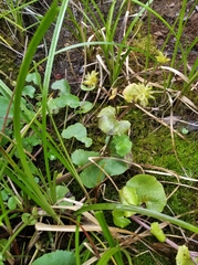 Caltha palustris