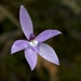 Waxlip Orchids - Photo (c) sunphlo, some rights reserved (CC BY-NC)
