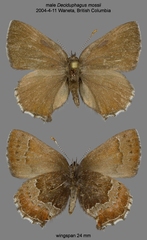 Callophrys mossii