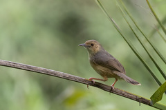 Cisticola erythrops