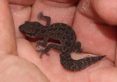 Pachydactylus maculatus