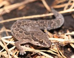 Pachydactylus maculatus