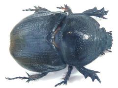Cyphonistes vallatus