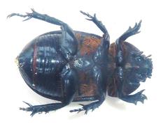 Cyphonistes vallatus