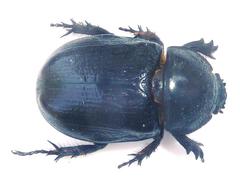 Cyphonistes vallatus