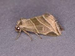 Plagiomimicus tepperi