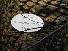 Macrozamia moorei