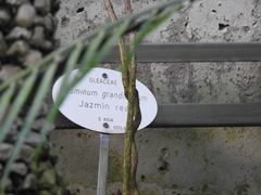 Jasminum grandiflorum