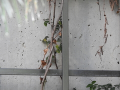 Jasminum grandiflorum