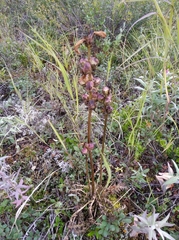 Pedicularis sudetica