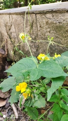 Vigna umbellata