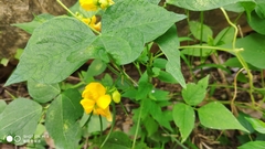 Vigna umbellata