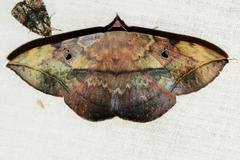 Hypopyra capensis