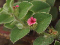 Indigofera cordifolia