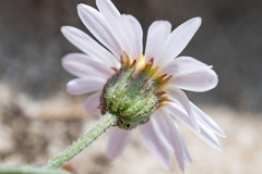 Erigeron eatonii