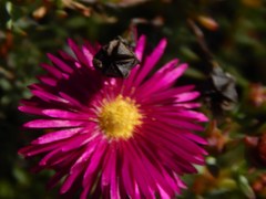 Lampranthus stenopetalus