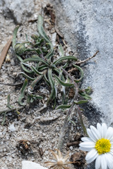 Erigeron eatonii
