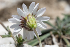 Erigeron eatonii